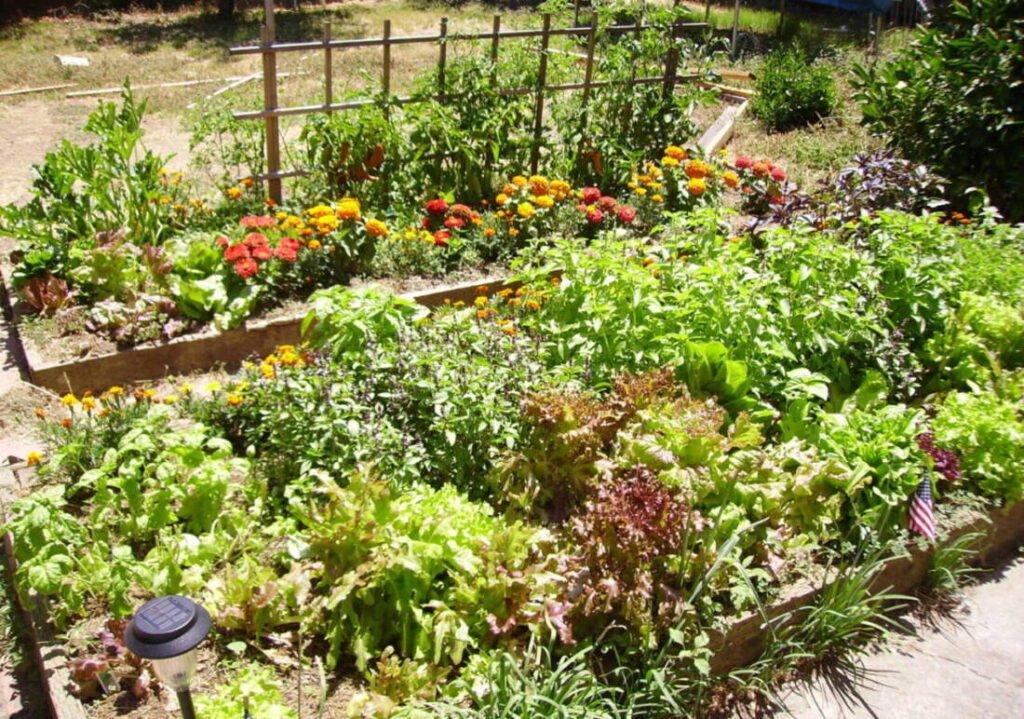 Raised bed vegetable garden on a homestead, the kind of system bees are best added after
