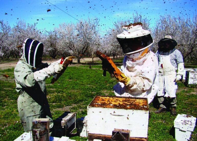 Photo of beekeepers inspecting hive colonies in a California almond orchard
