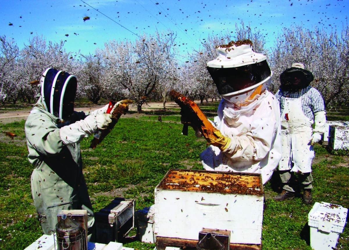 Photo of beekeepers inspecting hive colonies in a California almond orchard