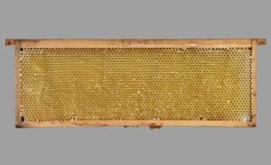 Wooden beehive frame with drawn comb being inspected for cleaning and reuse