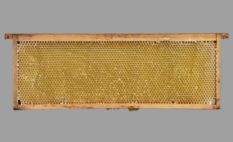 Wooden beehive frame with drawn comb being inspected for cleaning and reuse