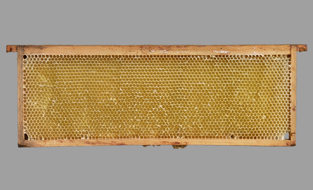 Wooden beehive frame with drawn comb being inspected for cleaning and reuse