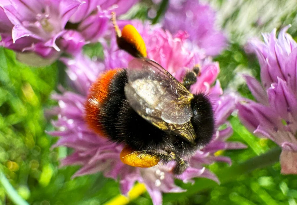 A red-tailed bumblebee (Bombus lapidarius) foraging, one of the European bumblebee species flagged in the 2026 Red List