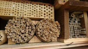 Bundled reed and bamboo nesting tubes for an insect hotel, the same style of narrow cavity a bee brick provides for solitary bees
