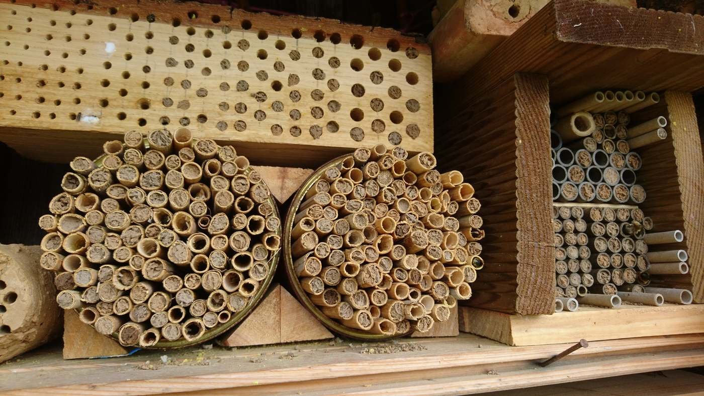Bundled reed and bamboo nesting tubes for an insect hotel, the same style of narrow cavity a bee brick provides for solitary bees