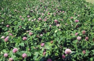 Blooming red clover field grown as a pollinator-friendly regenerative cover crop