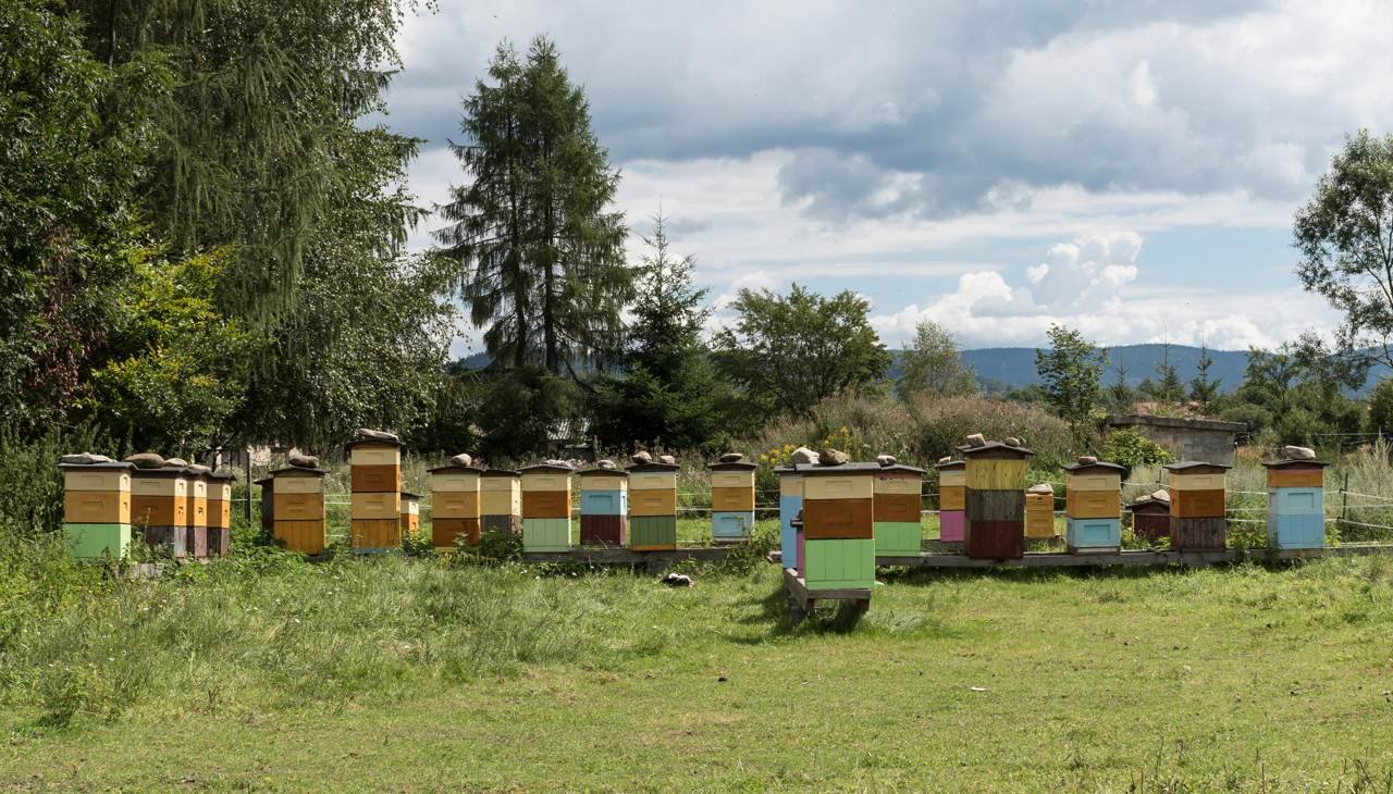 Rural apiary with several beehives set among trees, illustrating a forage-rich site chosen for regenerative rotation planning