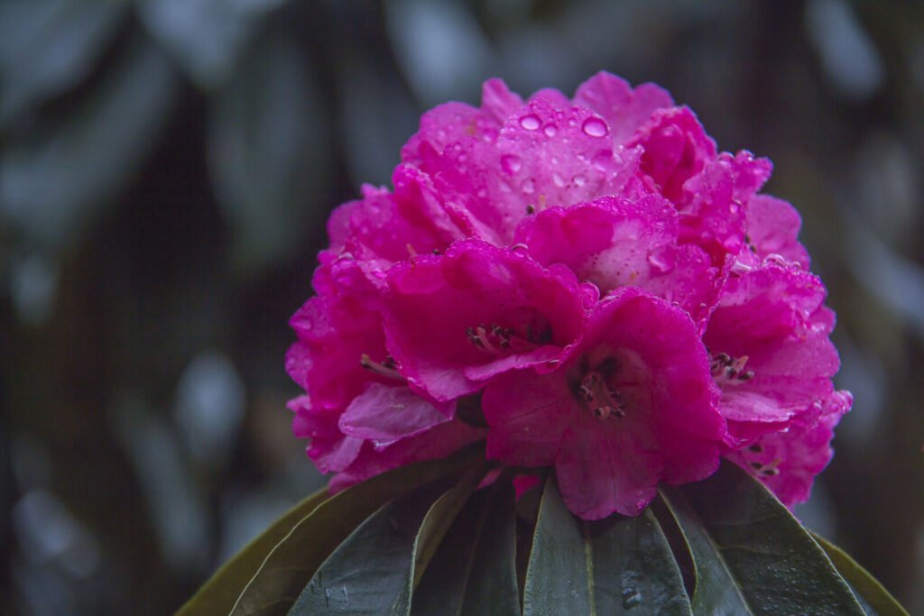 Red rhododendron LaliGurans blooms, the Nepal flower source of mad honey grayanotoxin