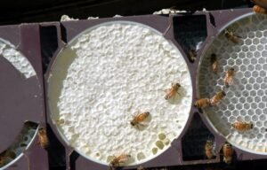 Photo of finished round comb honey from a comb honey production hive