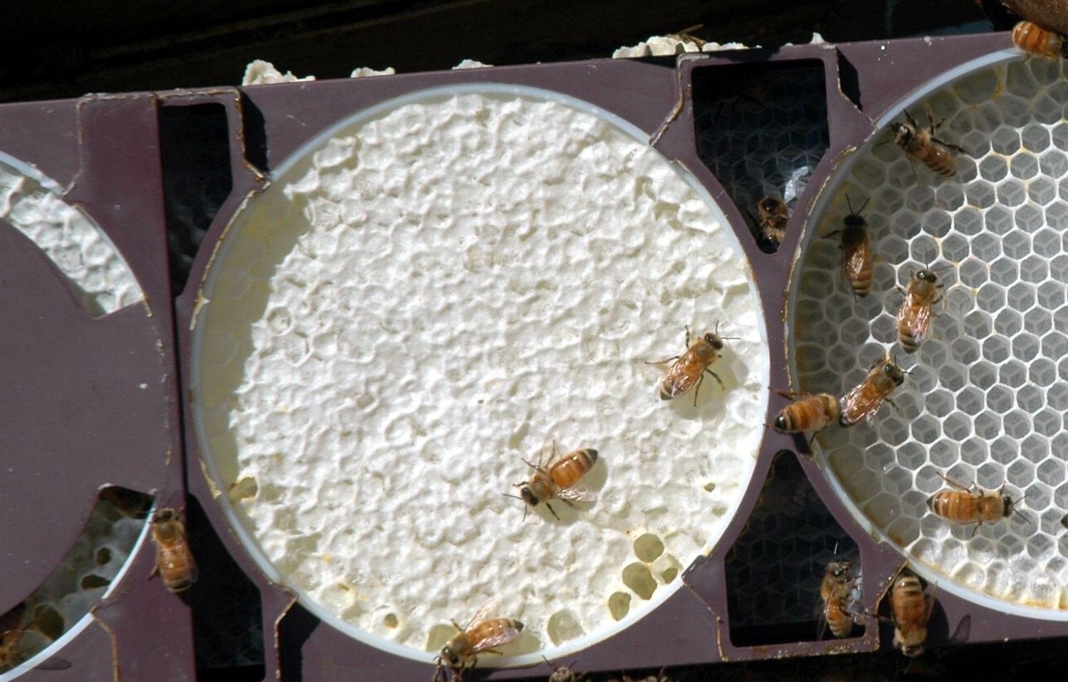 Photo of finished round comb honey from a comb honey production hive
