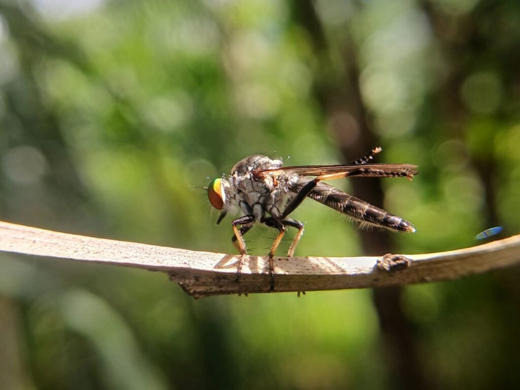 A pair of robber flies resting on a leaf in typical ambush-hunting posture