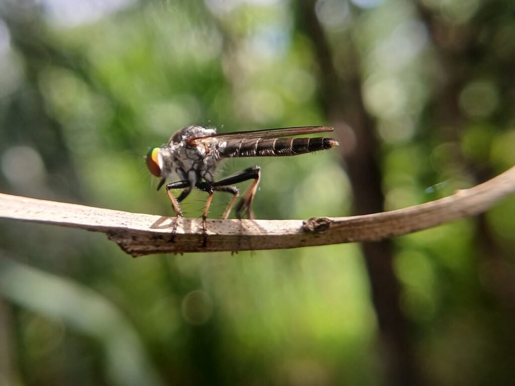 Robber flies perched on vegetation scanning for passing flying insect prey