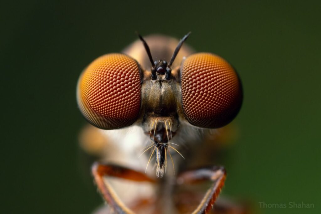 Close-up portrait of a robber fly showing its large compound eyes and bristled face