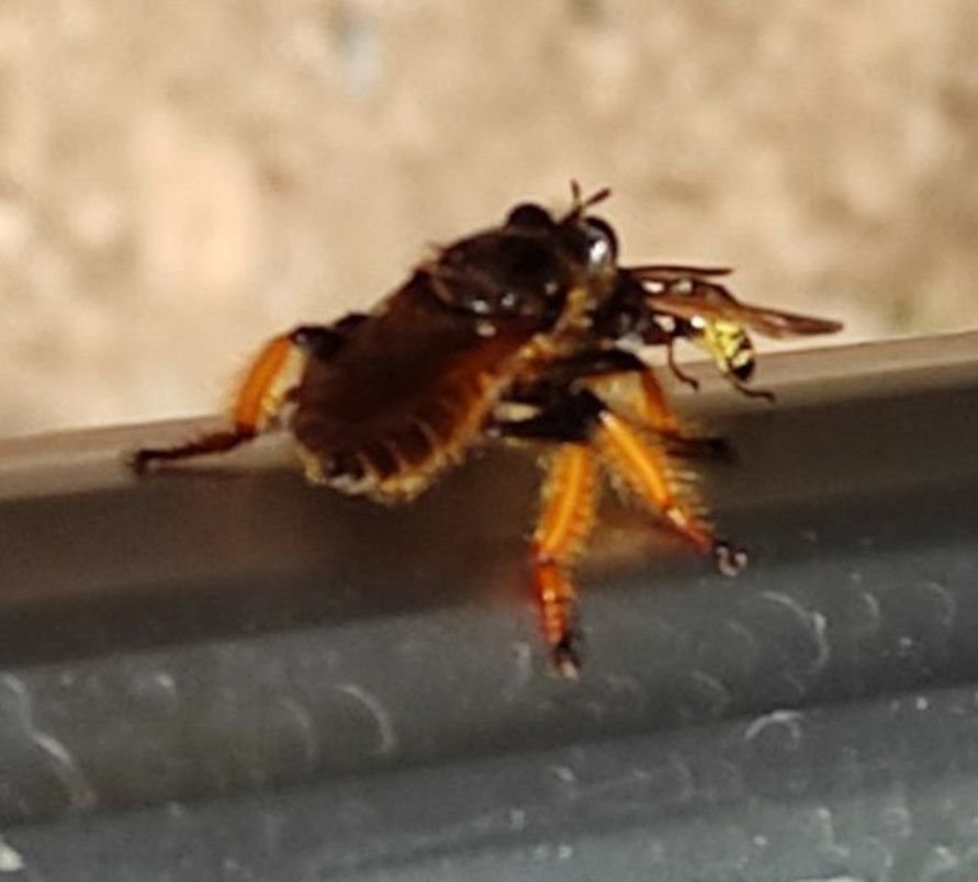 Robber fly perched while feeding on a captured wasp, demonstrating its ambush predation