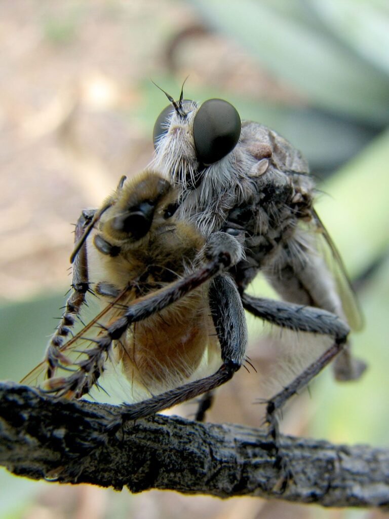 Robber fly gripping a captured honey bee, illustrating predation risk for managed colonies