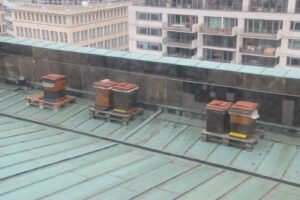 Several managed beehives arranged on a flat rooftop in a dense urban setting, illustrating the kind of low-conflict space airports also use for apiary programs