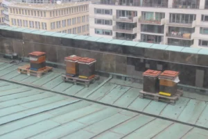 Several managed beehives arranged on a flat rooftop in a dense urban setting, illustrating the kind of low-conflict space airports also use for apiary programs