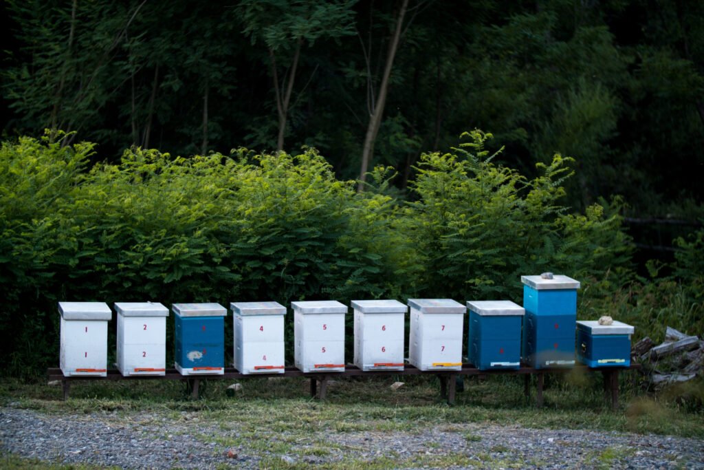 A row of managed beehives on rural ranch land, the kind of demonstrated agricultural use that supports an agricultural property tax exemption application