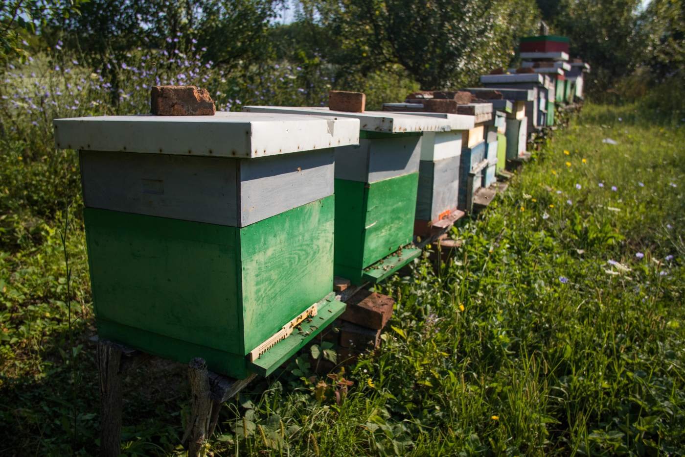 A row of green and white Langstroth beehives in a grassy apiary