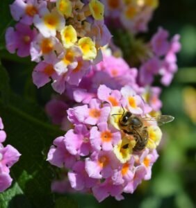 Honey bee foraging on orange lantana flowers, a compact container pollinator plant