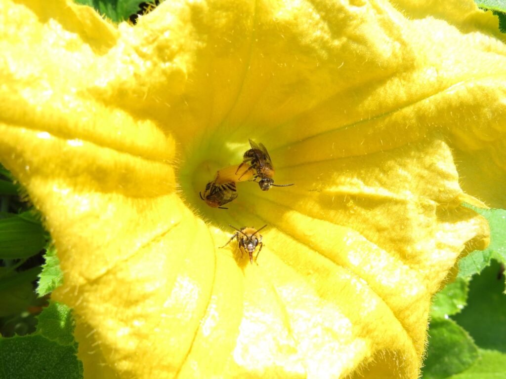 Squash bee foraging inside an open orange squash blossom in a home vegetable garden