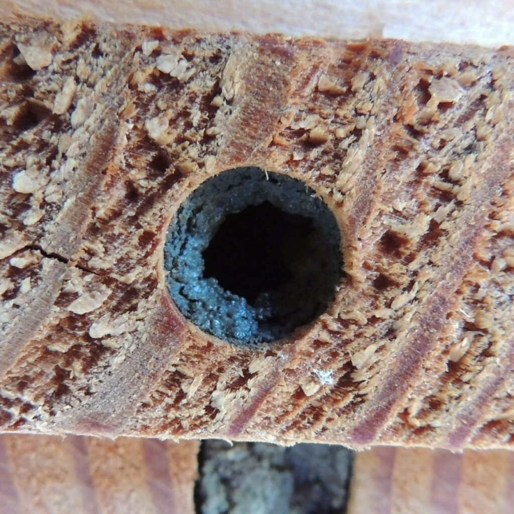 Red mason bee sealing the mud cap on a completed nest cavity
