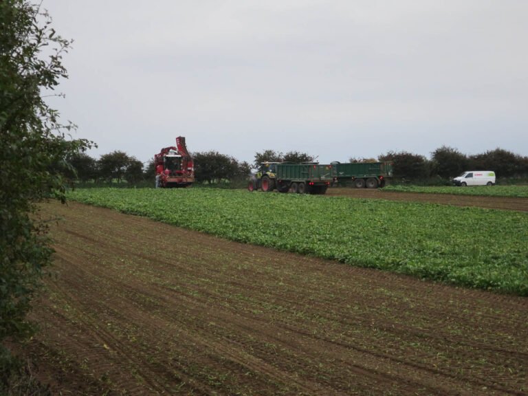 Modern sugar beet harvest in a farm field