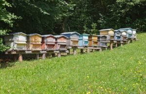 Ruches en bois traditionnelles installées en extérieur, à comparer aux modèles en polystyrène