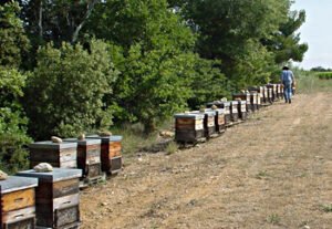 Ruche d'un rucher professionnel en production sur un champ de lavande en France