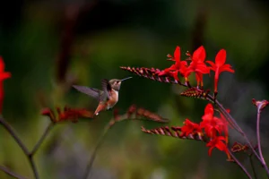 Rufous hummingbird feeding among red Crocosmia flowers, one of the many pollinator species beyond bees