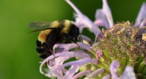 A rusty patched bumble bee foraging on a pink wild bergamot flower, the first bumble bee species listed as endangered in the United States