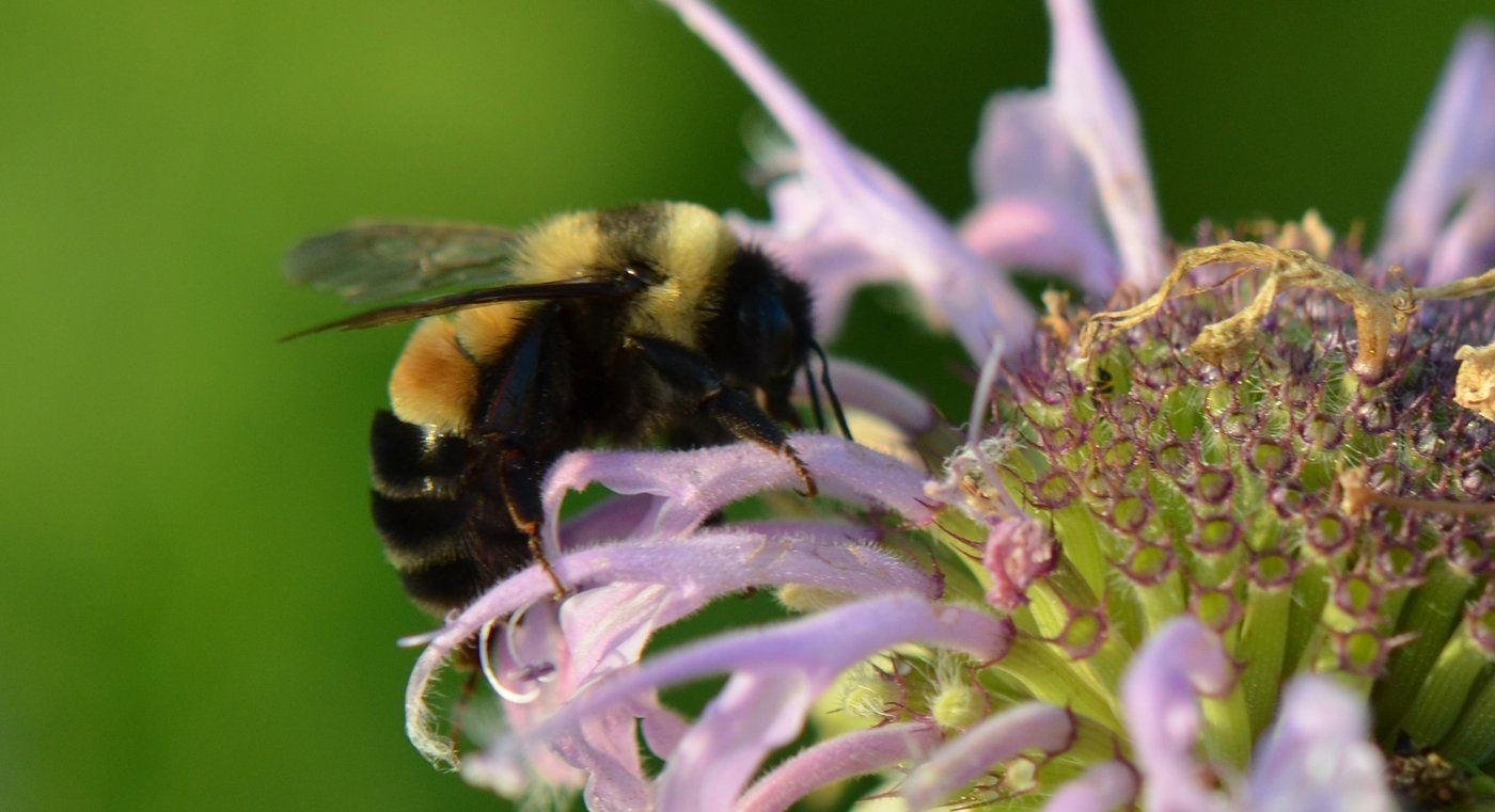 A rusty patched bumble bee foraging on a pink wild bergamot flower, the first bumble bee species listed as endangered in the United States