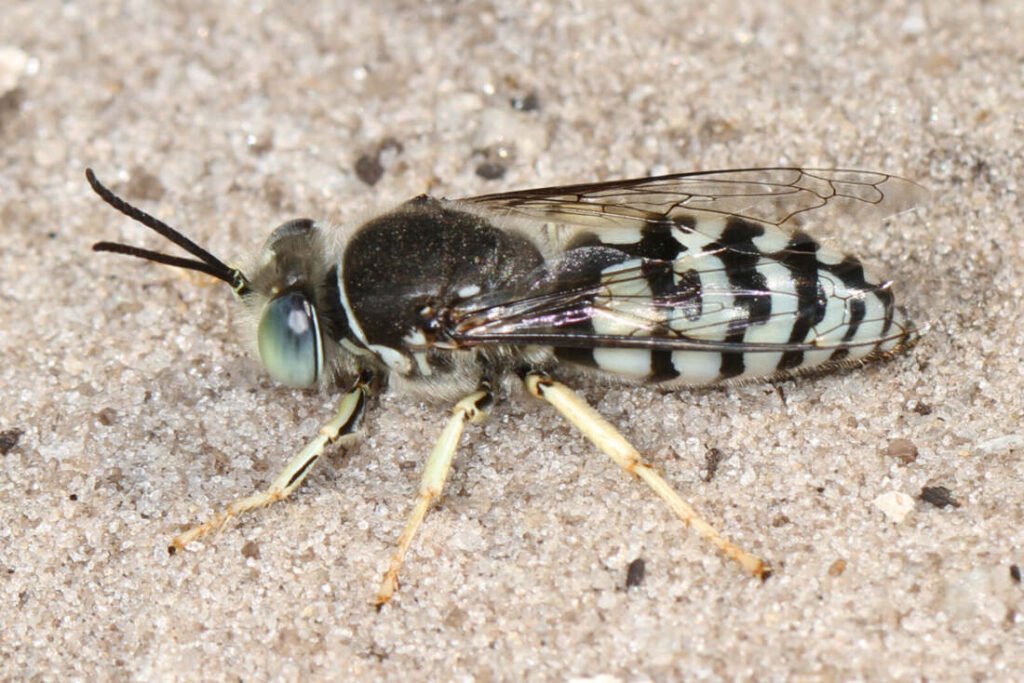 Bembix texana sand wasp resting on open sandy ground at Sapelo Island, Georgia