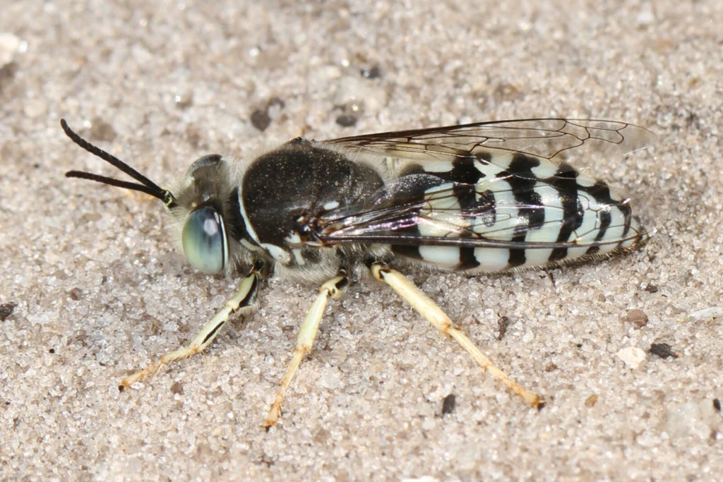Bembix texana sand wasp resting on open sandy ground at Sapelo Island, Georgia
