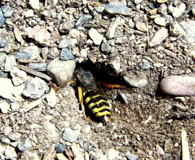 A sand wasp entering its burrow nest dug into loose sandy soil