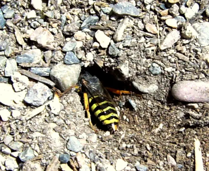 A sand wasp entering its burrow nest dug into loose sandy soil