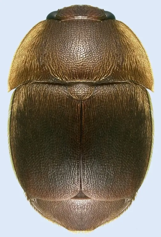 Adult small hive beetle seen from above, a dark brown oval beetle collected at Fort Pierce, Florida, in 1998