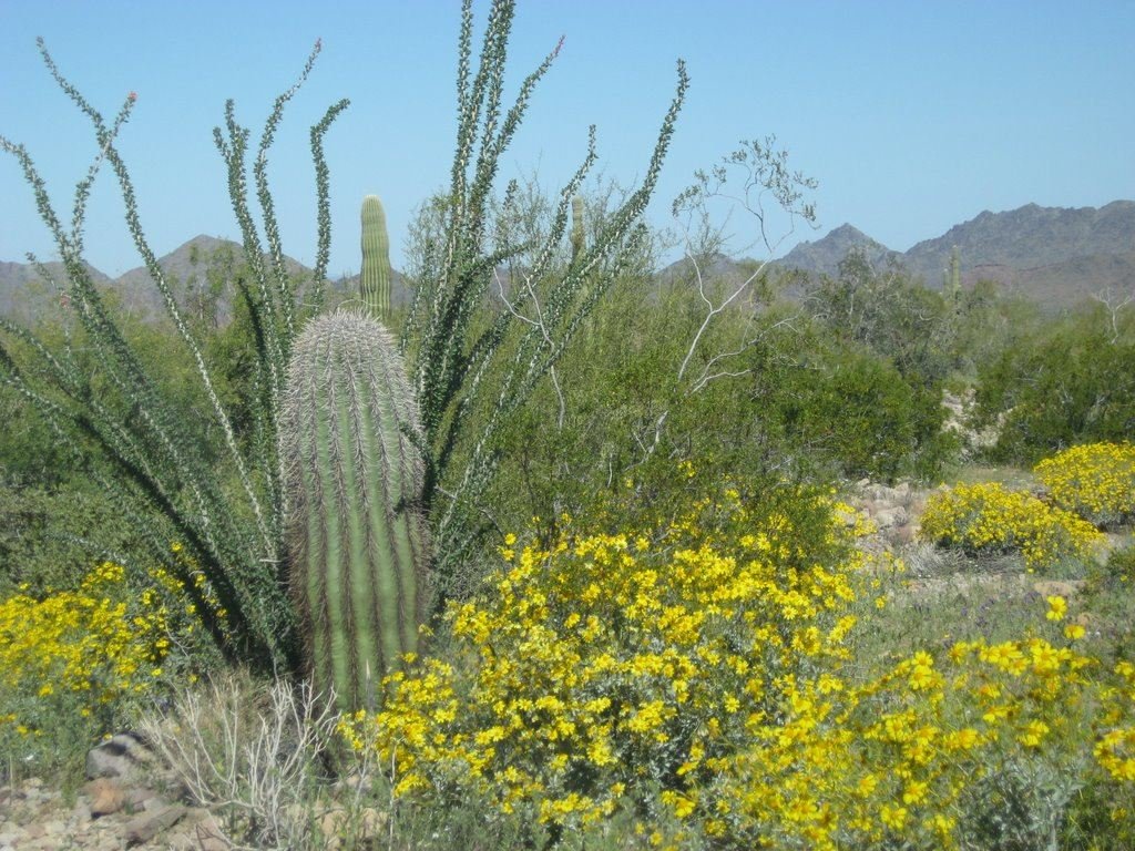 Open, well-drained Sonoran Desert ground habitat of the type cactus bees nest in during aggregations