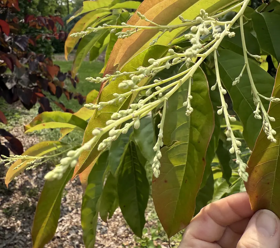 Sourwood tree branch with long sprays of unopened white flower buds held up by a hand among green leaves