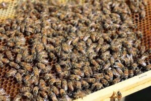 Close-up of a beehive, representing the registered apiaries behind South Dakota's rapidly growing honey industry