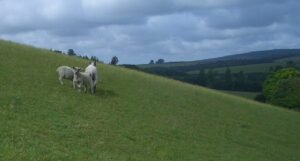 Sheep grazing on green South Downs hills near West Dean, Sussex