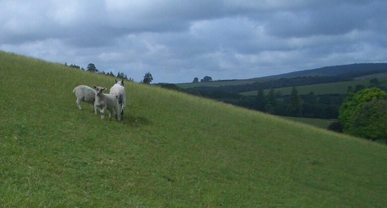 Sheep grazing on green South Downs hills near West Dean, Sussex