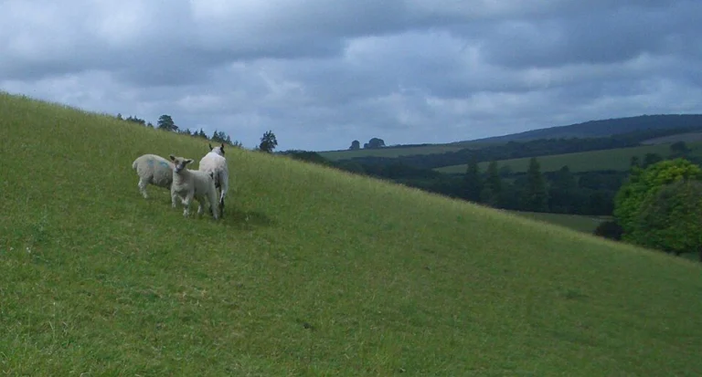 Sheep grazing on green South Downs hills near West Dean, Sussex