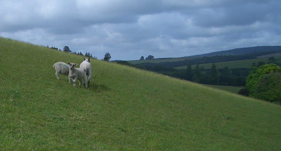 Sheep grazing on green South Downs hills near West Dean, Sussex