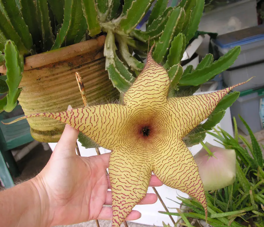 A large star-shaped Stapelia gigantea flower with fine maroon lines held in a hand beside its green succulent stems