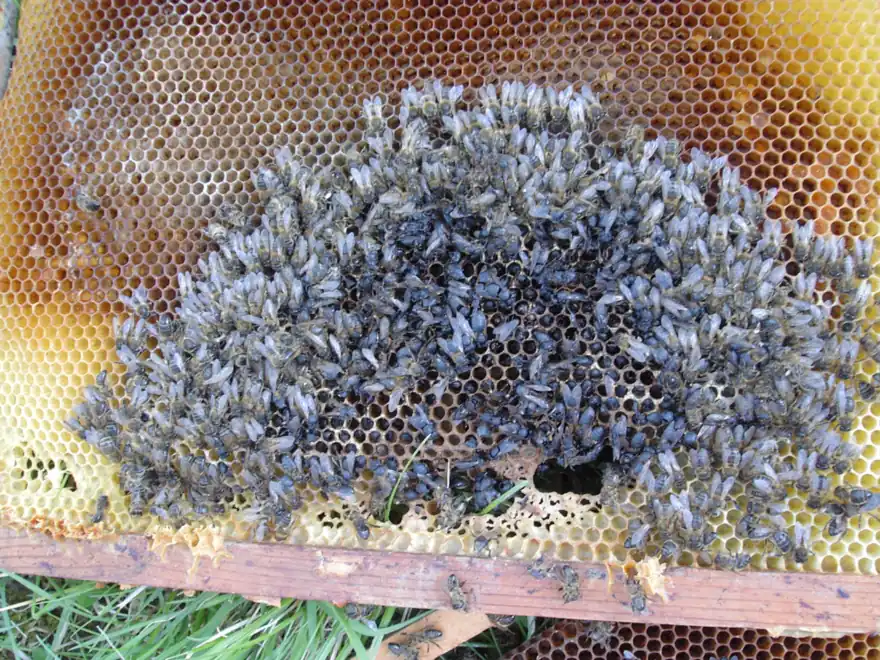 Hive frame with a dead cluster of honey bees on the comb after the colony starved at the end of a long winter