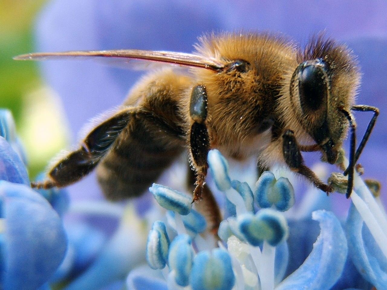 Photo of a Western honey bee foraging on a flower in an apiary setting