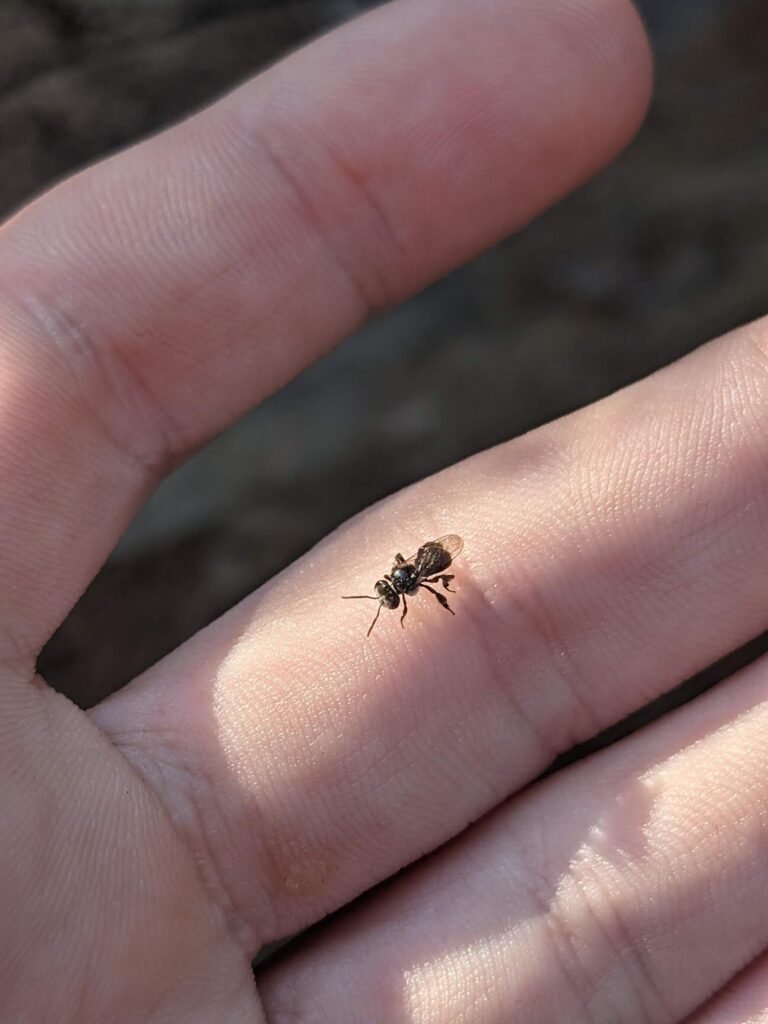 Australian native stingless bee shown next to a hand for size comparison