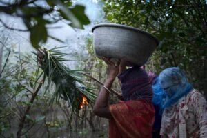Traditional honey hunters in the Sundarbans mangrove forest harvesting a wild honeycomb, one holding a bowl to catch comb while another climbs to the hive