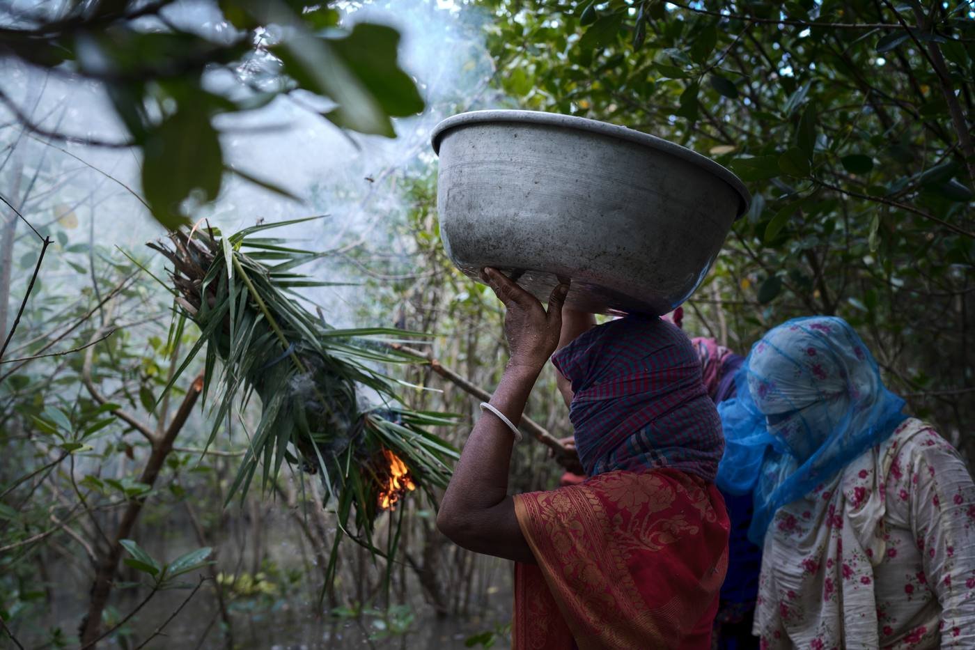 Traditional honey hunters in the Sundarbans mangrove forest harvesting a wild honeycomb, one holding a bowl to catch comb while another climbs to the hive